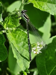 Onychargia atrocyana