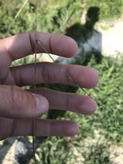 Schedonnardus paniculatus