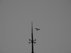 Falco sparverius