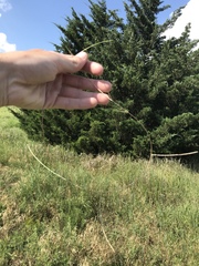 Schedonnardus paniculatus