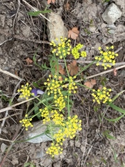 Lomatium ambiguum