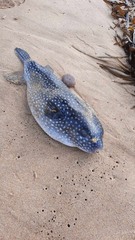 Arothron firmamentum