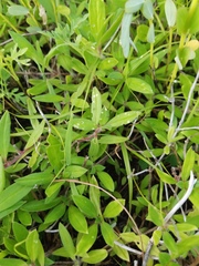 Richardia grandiflora