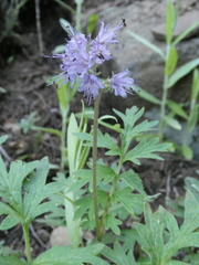 Hydrophyllum capitatum