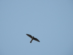 Falco sparverius