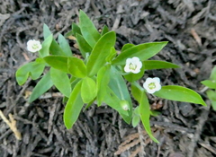 Moehringia