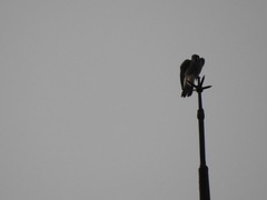 Falco sparverius