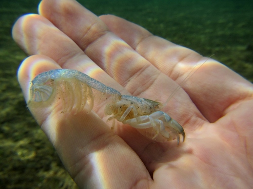Upogebia pusilla