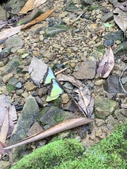 Appias lyncida eleonora