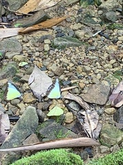 Appias lyncida eleonora