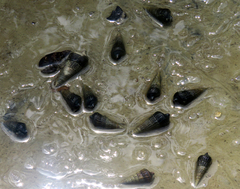 Potamididae