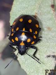 Pachycoris klugii