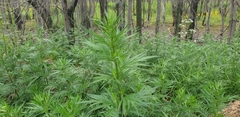 Artemisia vulgaris kamtschatica