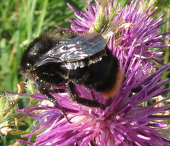 Bombus rupestris