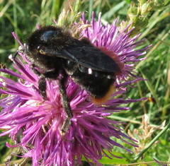 Bombus rupestris
