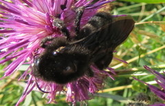 Bombus rupestris