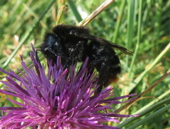 Bombus rupestris