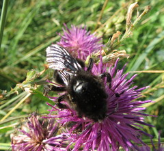 Bombus rupestris