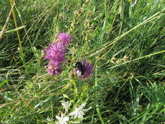 Bombus rupestris