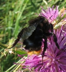Bombus rupestris