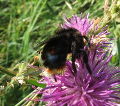 Bombus rupestris