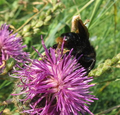 Bombus rupestris