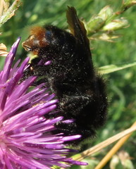 Bombus rupestris
