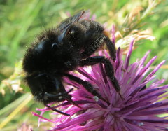 Bombus rupestris