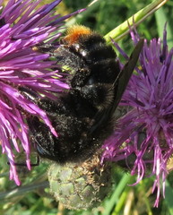 Bombus rupestris