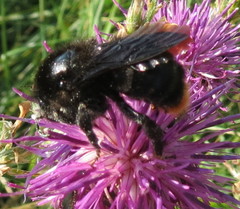 Bombus rupestris