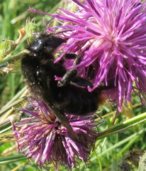Bombus rupestris