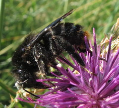 Bombus rupestris