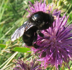 Bombus rupestris