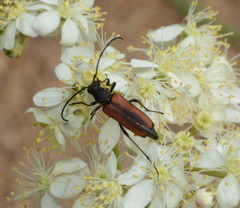 Anastrangalia dubia