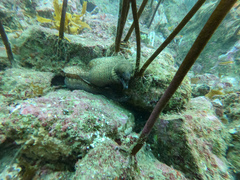 Gymnothorax prionodon