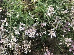 Silene vulgaris