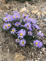 Erigeron pinnatisectus