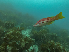 Bodianus unimaculatus