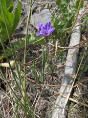 Campanula parryi