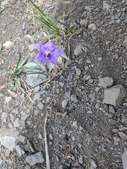 Campanula parryi