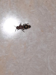 Odontomutilla uranioides