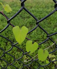 Ipomoea