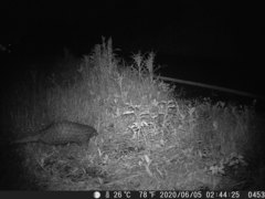 Manis pentadactyla pentadactyla