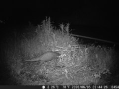 Manis pentadactyla pentadactyla