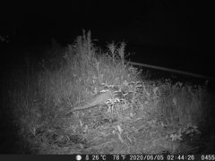 Manis pentadactyla pentadactyla