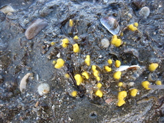 Ciocalypta polymastia