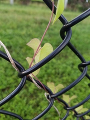 Ipomoea