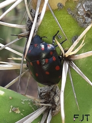 Pachycoris klugii