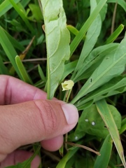 Physalis