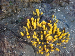 Ciocalypta polymastia